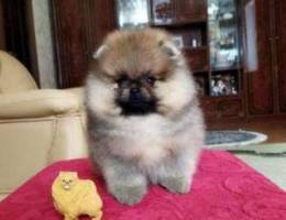 Pomeranian puppy for sale