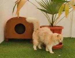 منزل للقطط cat home