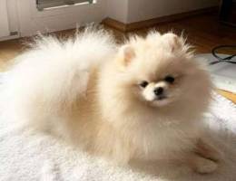 Adopt your female Pomeranian puppy