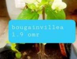 White bougainvillea only 1.9 omr