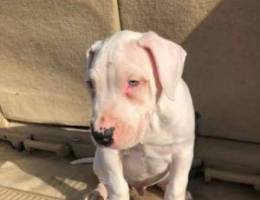 dogo argentino