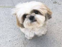 shih tzu for sale