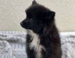 Black Pomeranian For Sale كلاب المشاهير لل...