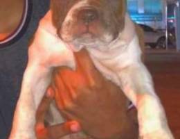 American bully