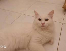 Turkish Angora