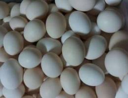للبيع بيض عماني طازج و نظيف
