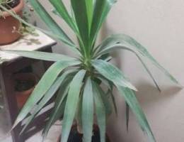 Healthy palm plant