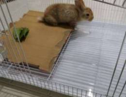 Rabbits for sale