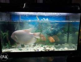 Full fish tank set with Three parrot fish ...