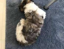 Female Shih Tzu for Sale