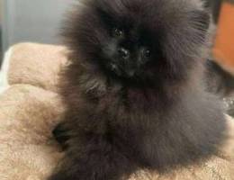 Teacup male and female Pomeranian puppies ...