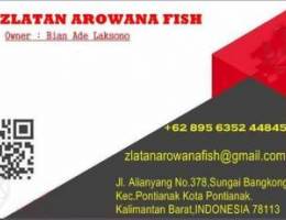 Sultan Arowana Super Red