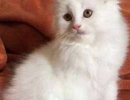 Shirazi Kitten So cute