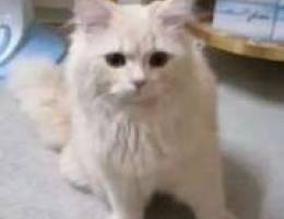 Persian 5month cat