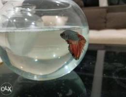 Betta fish with bowl for sale