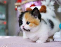 Munchkin Cat