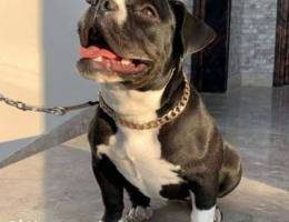 امريكان بولي / (American bully (micro