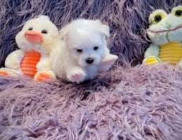 Maltese pups for adoption what's app check...