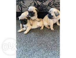 Cute pug puppies for adoption .whats app n...