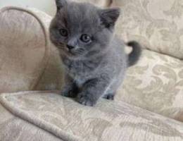 adorable British short hair kitten for ado...