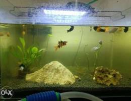 Big planted aquarium for sale with pump an...