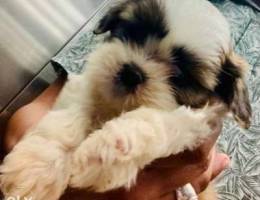 Male Shih Tzu pup for sale