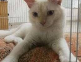 Turkish Angora Cat for Sale