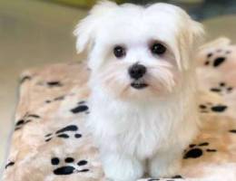 Maltese puppy for sell