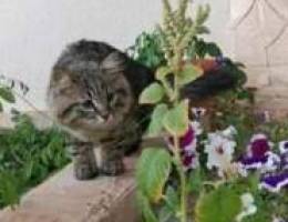 Mixed breed cat fo sale