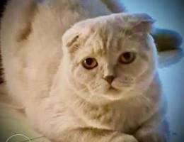 Scottish fold female