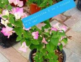 Multicolour bougainvillea 4.5 omr only