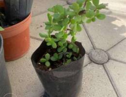 only 1 jade plant left!