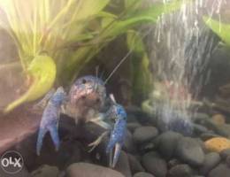 rare lobster blue and orange