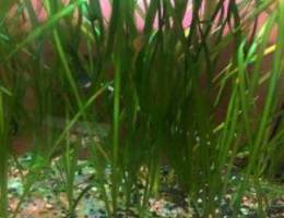 aquarium plant