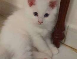 Turkish Angora Kitten (urgent sale)