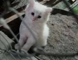 white kitten