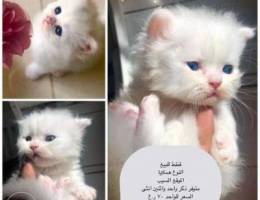 قطط للبيع cats for sale