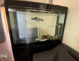 Aquarium big and 9 fish extra accssories