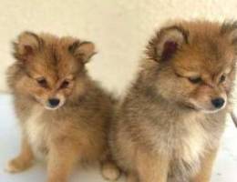 بوميرانيان للبيع Pomeranian Puppies For Sa...