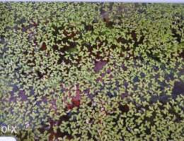 Duckweed