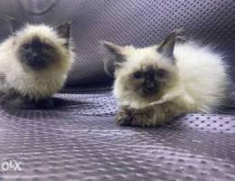 Himalaya cat female and male 3 months each...