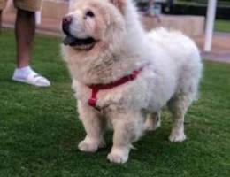 chow chow for sale تشاو تشاو للبيع