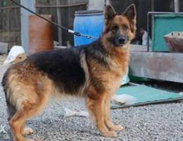 أنثى جيرمن شيبرد شولاين Female German Shep...