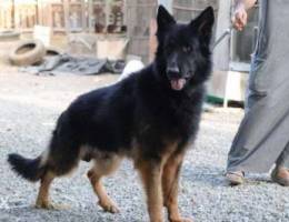 ذكر جيرمن شيبرد كينج سايز Male German Shep...