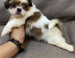 baby Shih Tzu