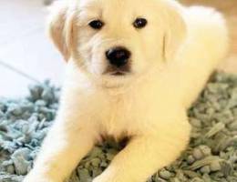 Cute golden retriever