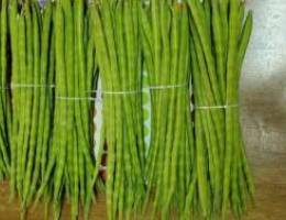 Moringa fruits