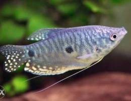 3 spot Gourami