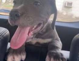 جرو بيتبول للبيع/pit bull puppy for sale