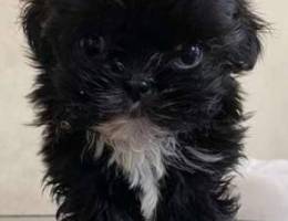 Shih Tzu mini